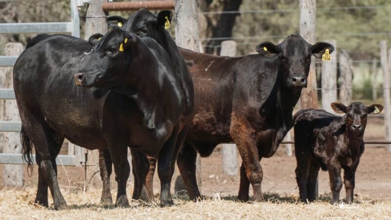 LOTE 51A RP 1654 CABAÑA LA GELID