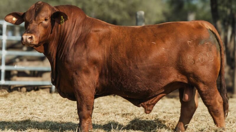 LOTE 13 RP 1805 CABAÑA LA GELID