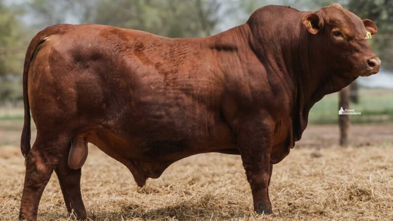 LOTE 3A RP 1853 CABAÑA LA GELID