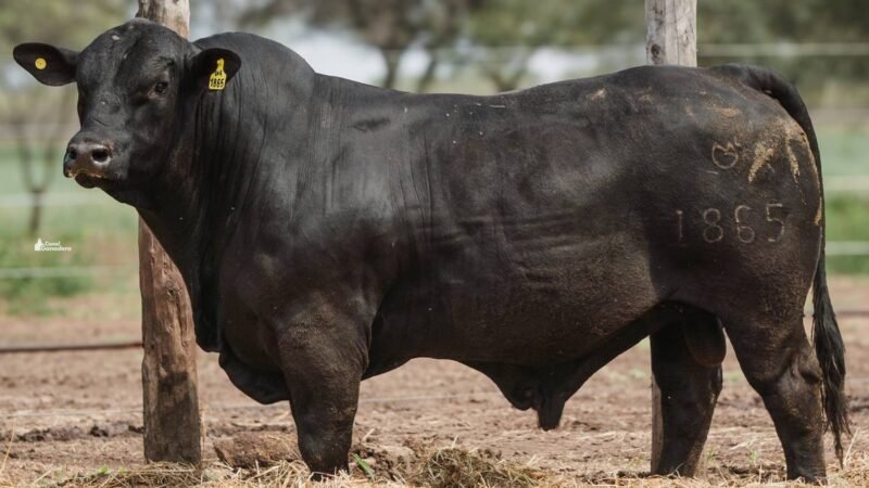 LOTE 12 RP 1865 CABAÑA LA GELID