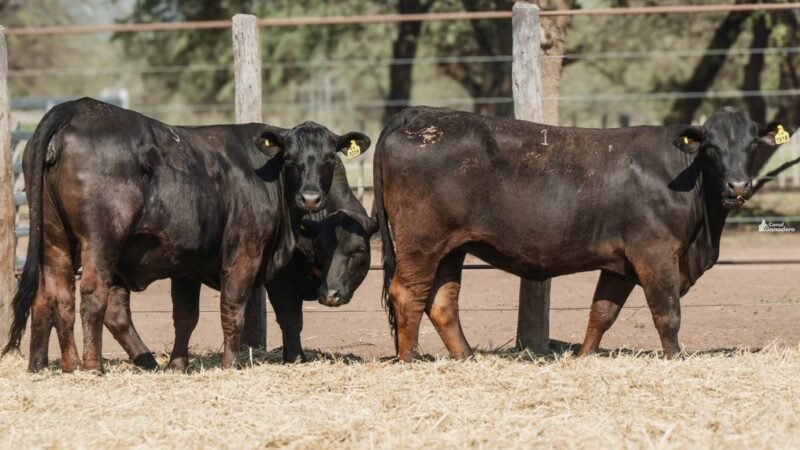 LOTE 32A RP 1918 CABAÑA LA GELID