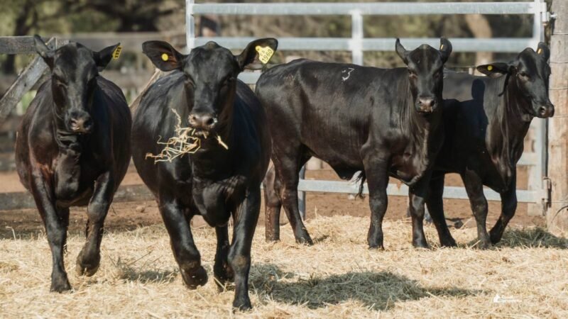 LOTE 39A RP 1960 CABAÑA LA GELID