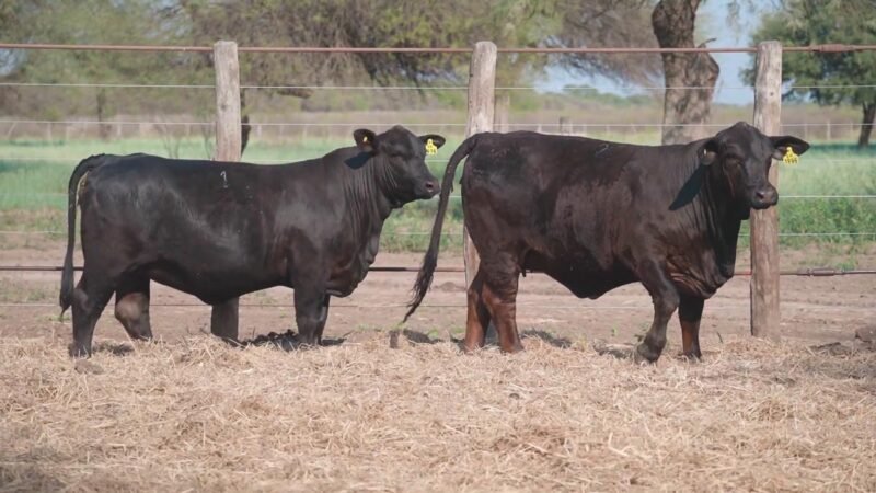 LOTE 29B RP 1996 CABAÑA LA GELID