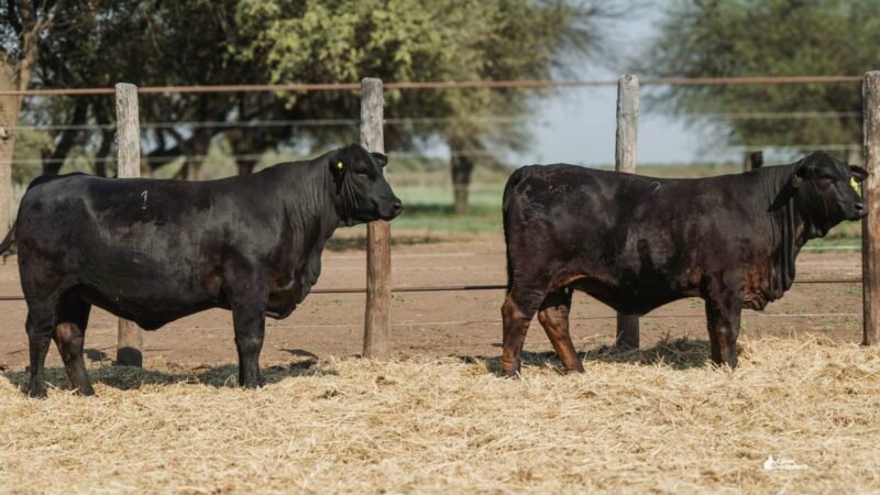 LOTE 29A RP 1974 CABAÑA LA GELID