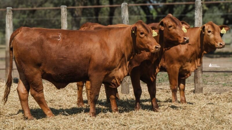 LOTE 31A RP 1986 CABAÑA LA GELID