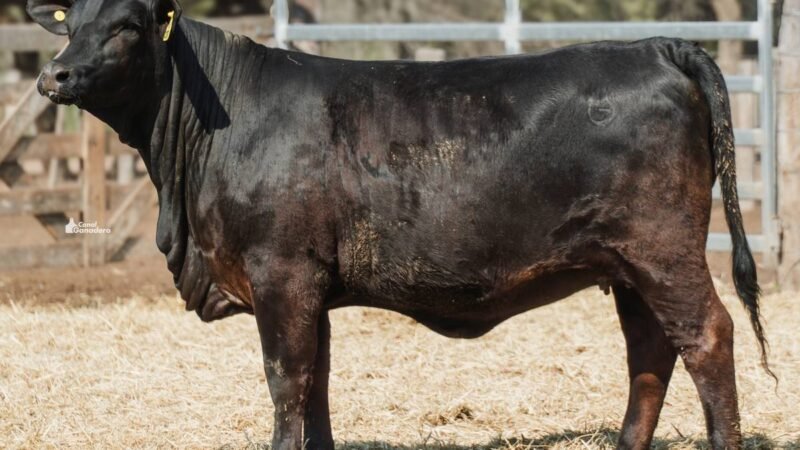 LOTE 26 RP 2002 CABAÑA LA GELID