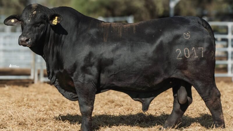 LOTE 15A RP 2017 CABAÑA LA GELID