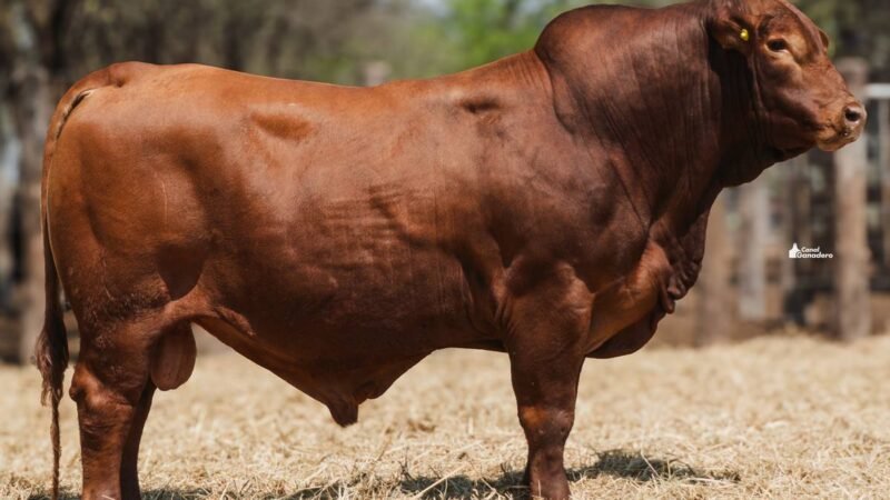 LOTE 3B RP 2025 CABAÑA LA GELID