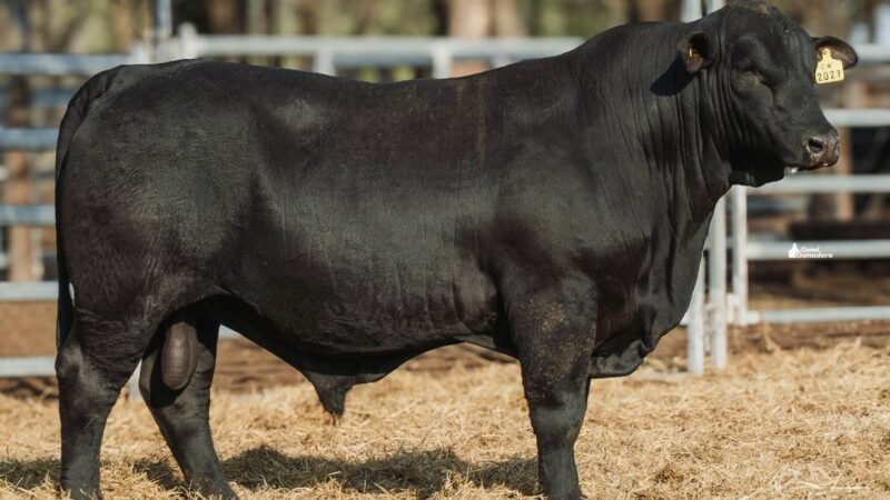 LOTE 2B RP 2027 CABAÑA LA GELID