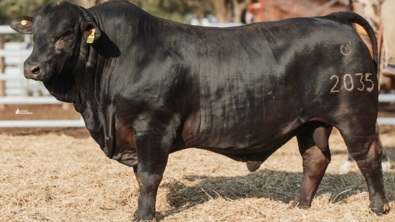 LOTE 23B RP 2035 CABAÑA LA GELID