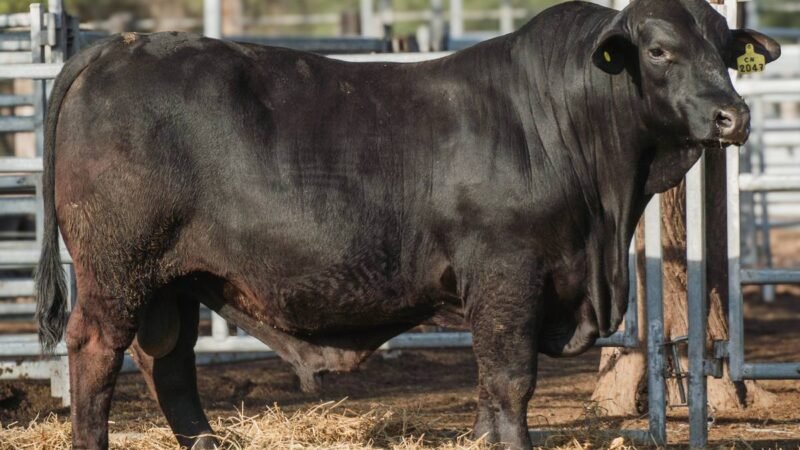 LOTE C RP 2047 CABAÑA LA GELID