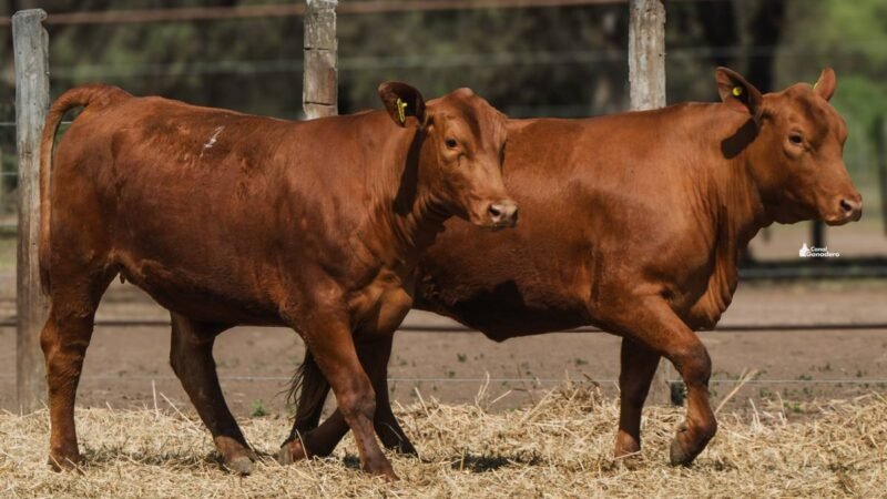 LOTE 37A RP 2054 CABAÑA LA GELID