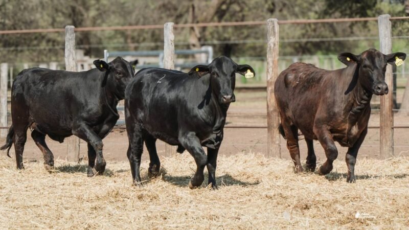 LOTE 43A RP 2120 CABAÑA LA GELID