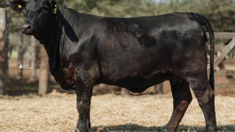 LOTE 27 RP 2174 CABAÑA LA GELID