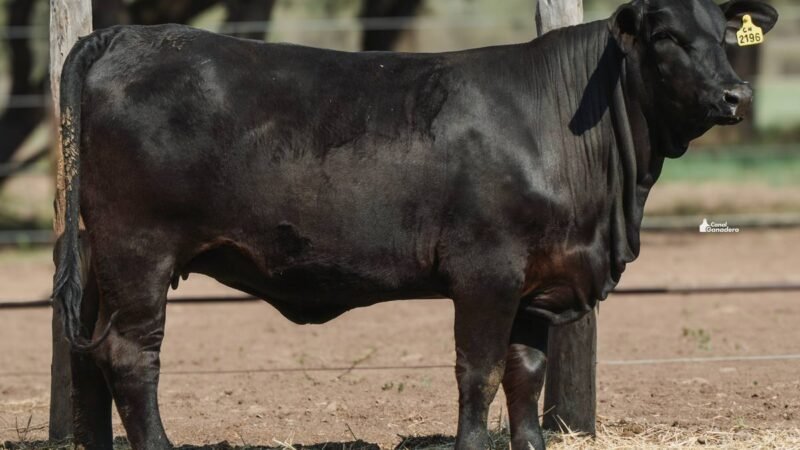 LOTE 25 RP 2196 CABAÑA LA GELID