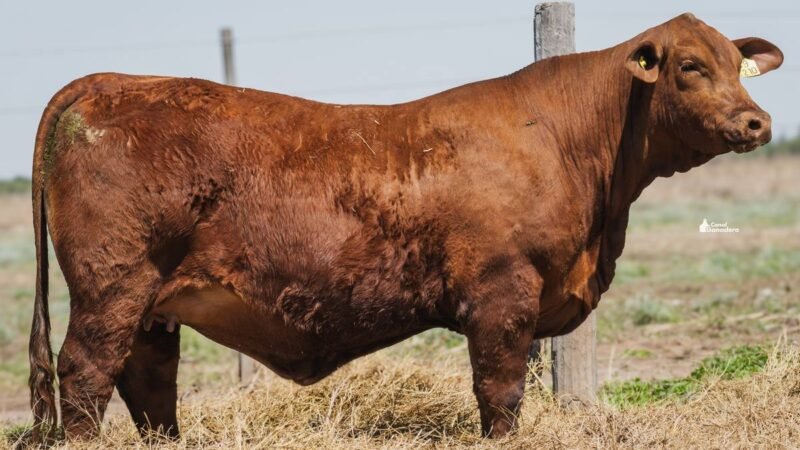 LOTE 28 RP 2210 CABAÑA QUILPO NORTE