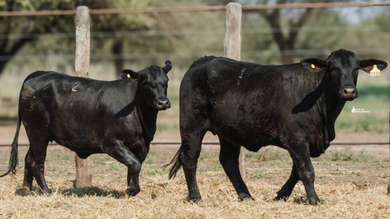 LOTE 40A RP 2230 CABAÑA LA GELID