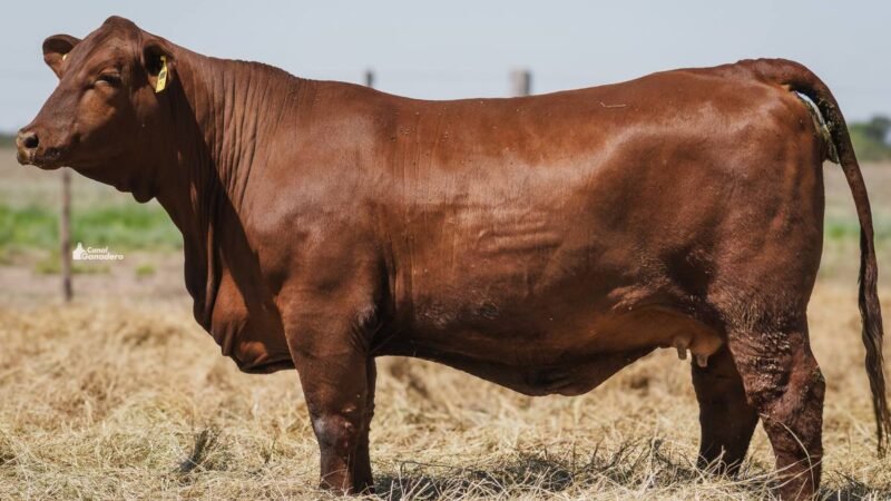 LOTE 24 RP 2314 CABAÑA LG – QN