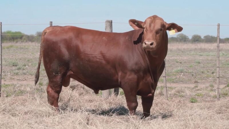 LOTE 5B RP 3451 CABAÑA QUILPO NORTE