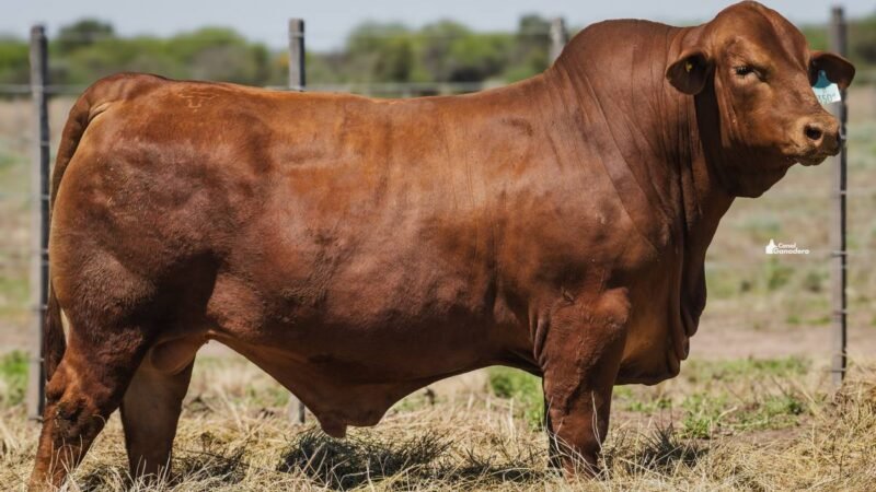 LOTE D RP 3501 CABAÑA QUILPO NORTE