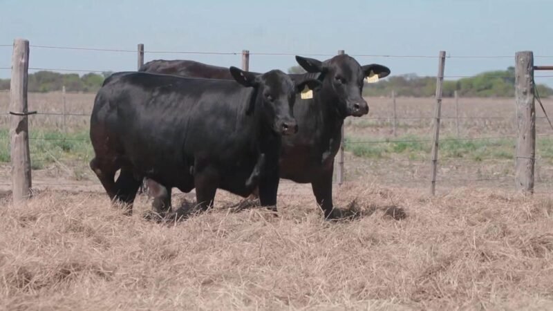 LOTE 36A RP 2280 CABAÑA QUILPO NORTE