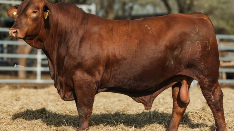 LOTE 7 RP 683 CABAÑA LA GELID