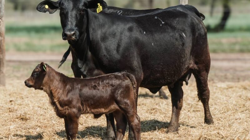 LOTE 33B RP 2318 CABAÑA QUILPO NORTE