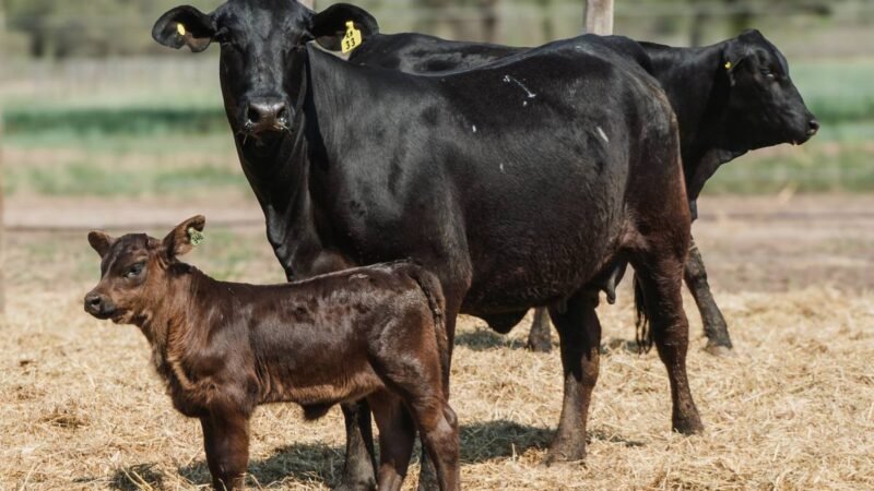 LOTE 33A RP 2296 CABAÑA QUILPO NORTE