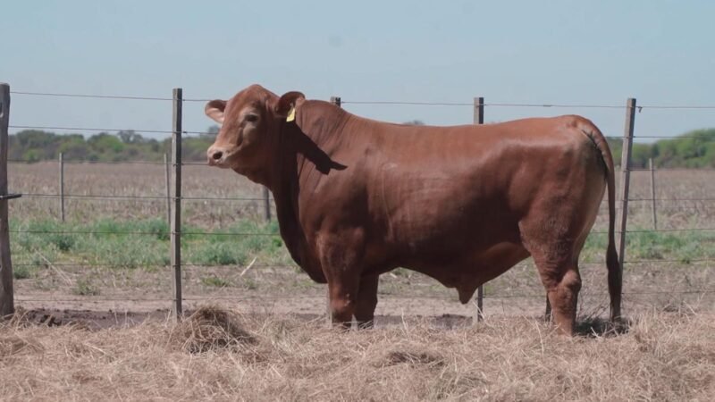 LOTE 19A RP G123 CABAÑA QUILPO NORTE