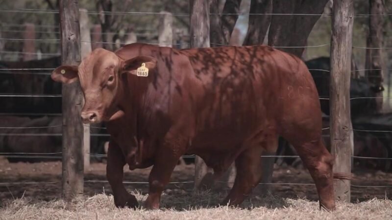 LOTE 10B RP 1863 CABAÑA LA GELID