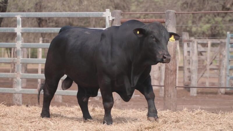 LOTE 11A RP 1765 CABAÑA LA GELID