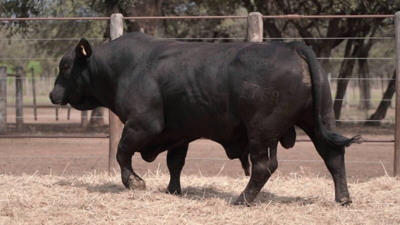 LOTE 11B RP 1769 CABAÑA LA GELID