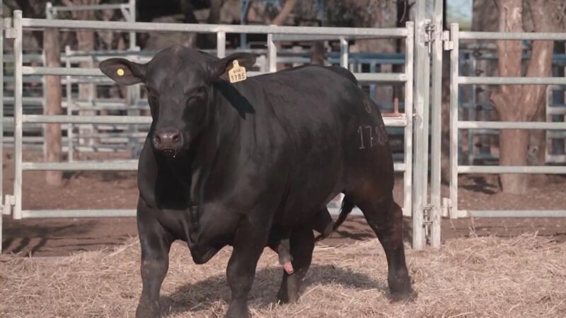 LOTE 11C RP 1785 CABAÑA LA GELID