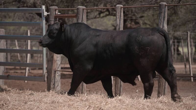 LOTE 16B RP 1857 CABAÑA LA GELID