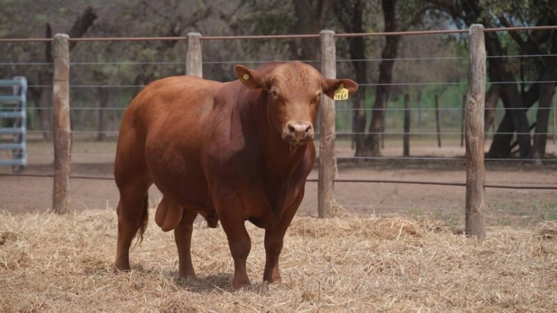 LOTE 22A RP 1867 CABAÑA LA GELID