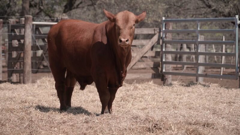 LOTE 17A RP 687 CABAÑA LA GELID