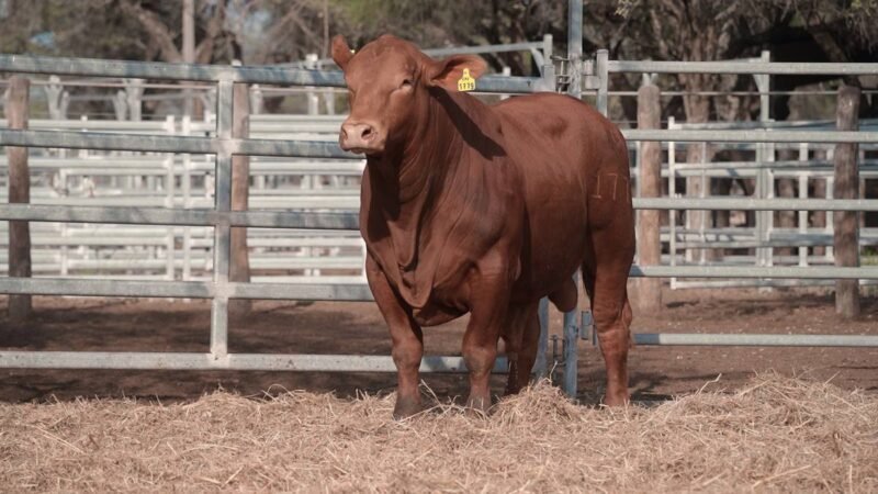 LOTE 17B RP 1779 CABAÑA LA GELID