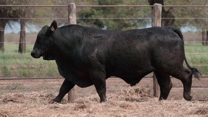 LOTE 18B RP 1847 CABAÑA LA GELID