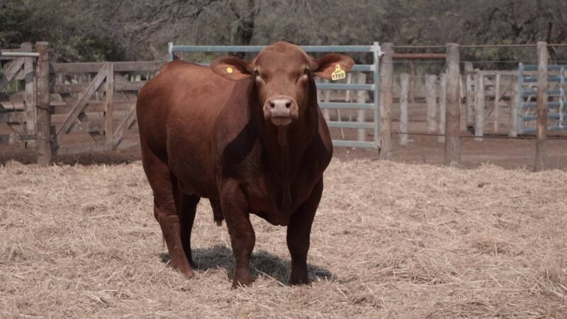 LOTE 20A RP 1799 CABAÑA LA GELID