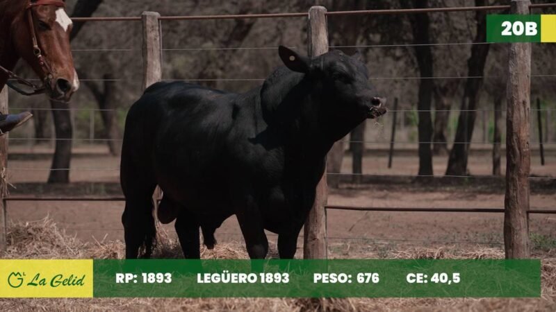 LOTE 20B RP 1893 CABAÑA LA GELID