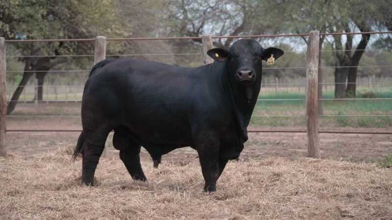 LOTE 20C RP 3475 CABAÑA LA GELID