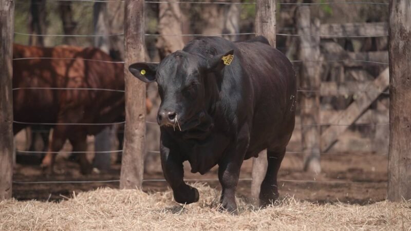 LOTE 21A RP 2093 CABAÑA LA GELID