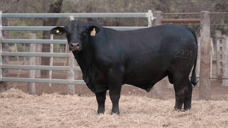 LOTE 21B RP 2221 CABAÑA LA GELID