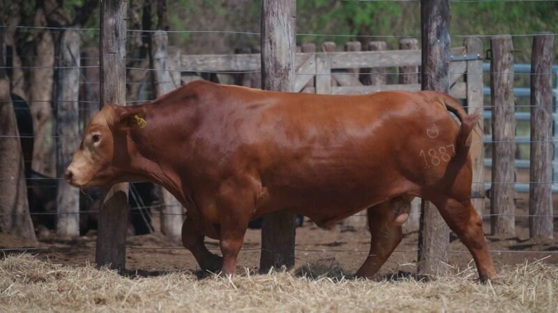 LOTE 22B RP 1883 CABAÑA LA GELID