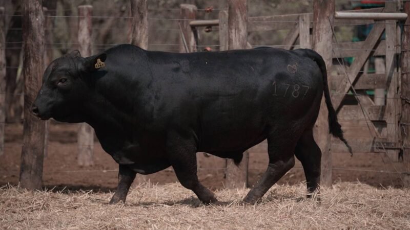 LOTE 23A RP 1787 CABAÑA LA GELID