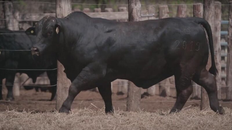 LOTE 2A RP 2019 CABAÑA LA GELID