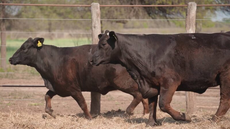 LOTE 34A RP 2100 CABAÑA LA GELID