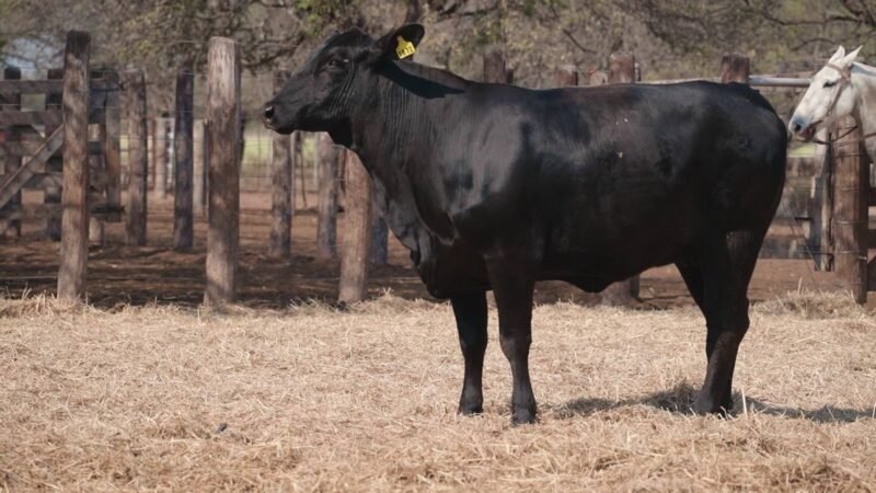 LOTE 35 RP 1872 CABAÑA LA GELID