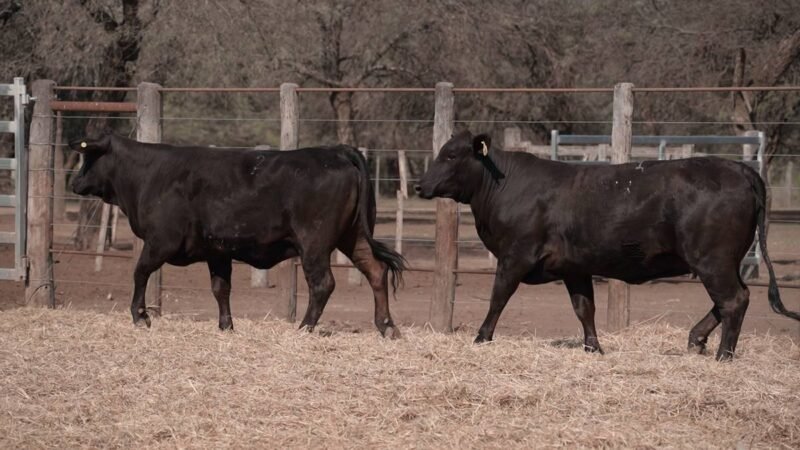 LOTE 38A RP 2200 CABAÑA LA GELID