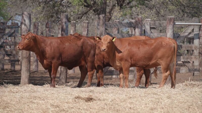 LOTE 41A RP 2070 CABAÑA LA GELID